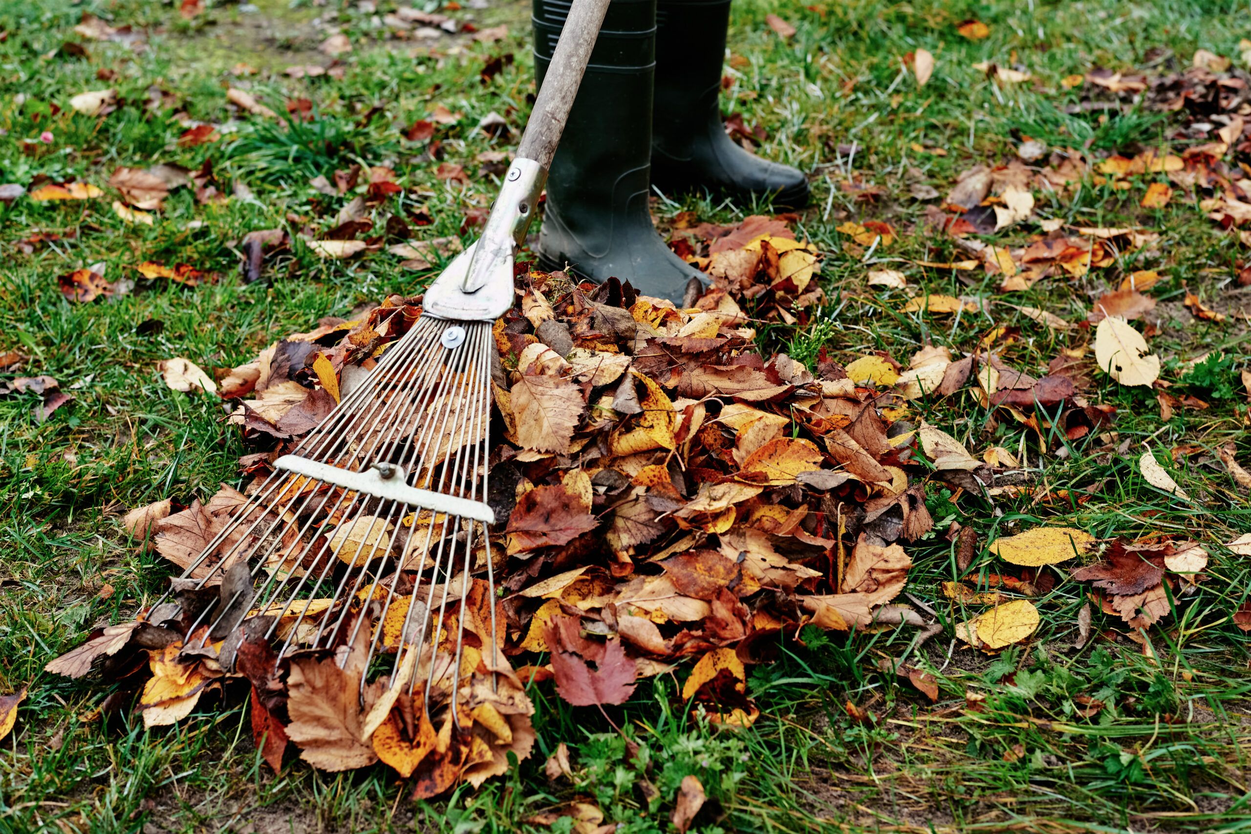 Woman raking leaves