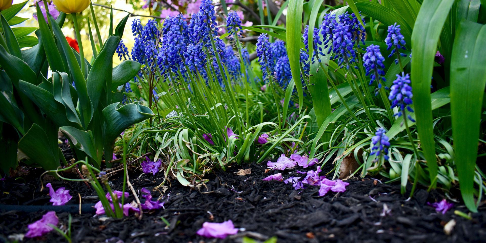 A spring garden that has been mulched