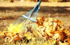 Lawn with lawn with coluorful fall foliage being raked up in Ontario