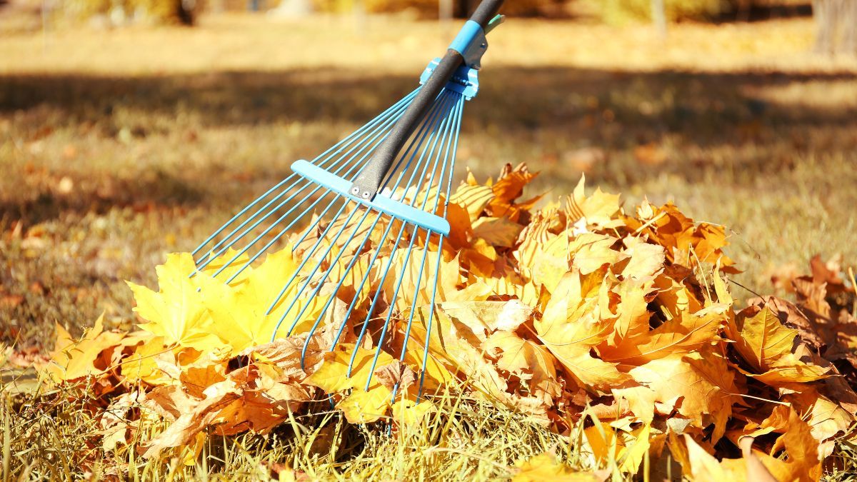 Lawn with lawn with coluorful fall foliage being raked up in Ontario