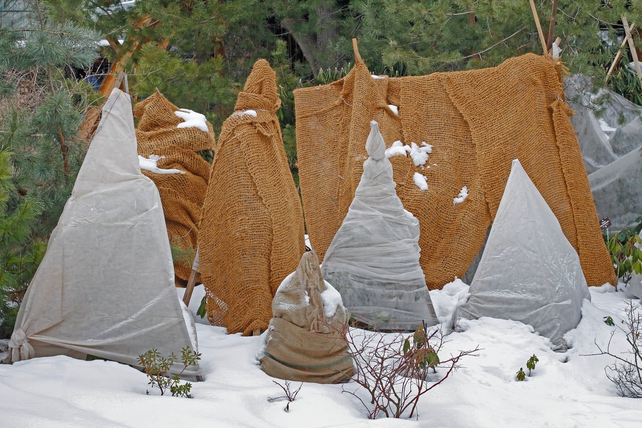 trees wrapped in burlap to protect over the winter