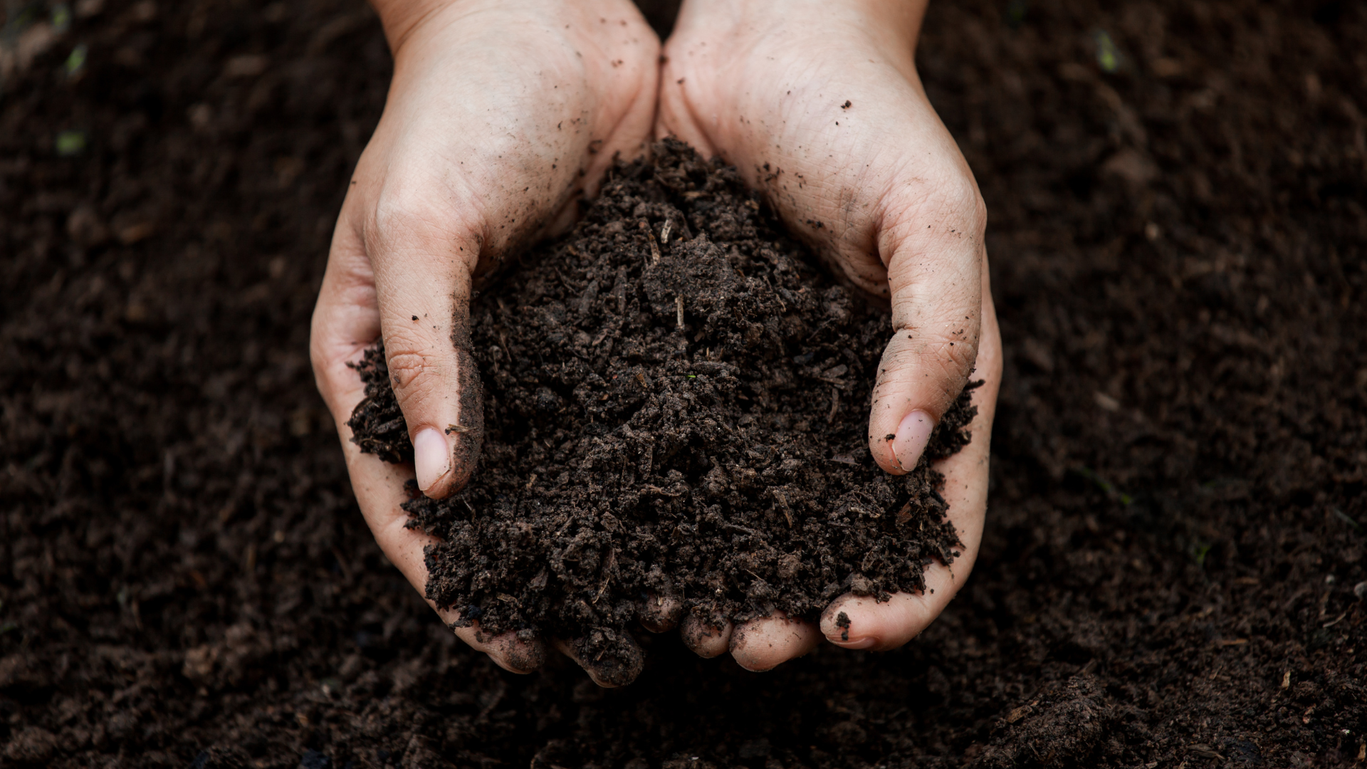 The Foundation of Your Landscape: The Importance of Soil Health