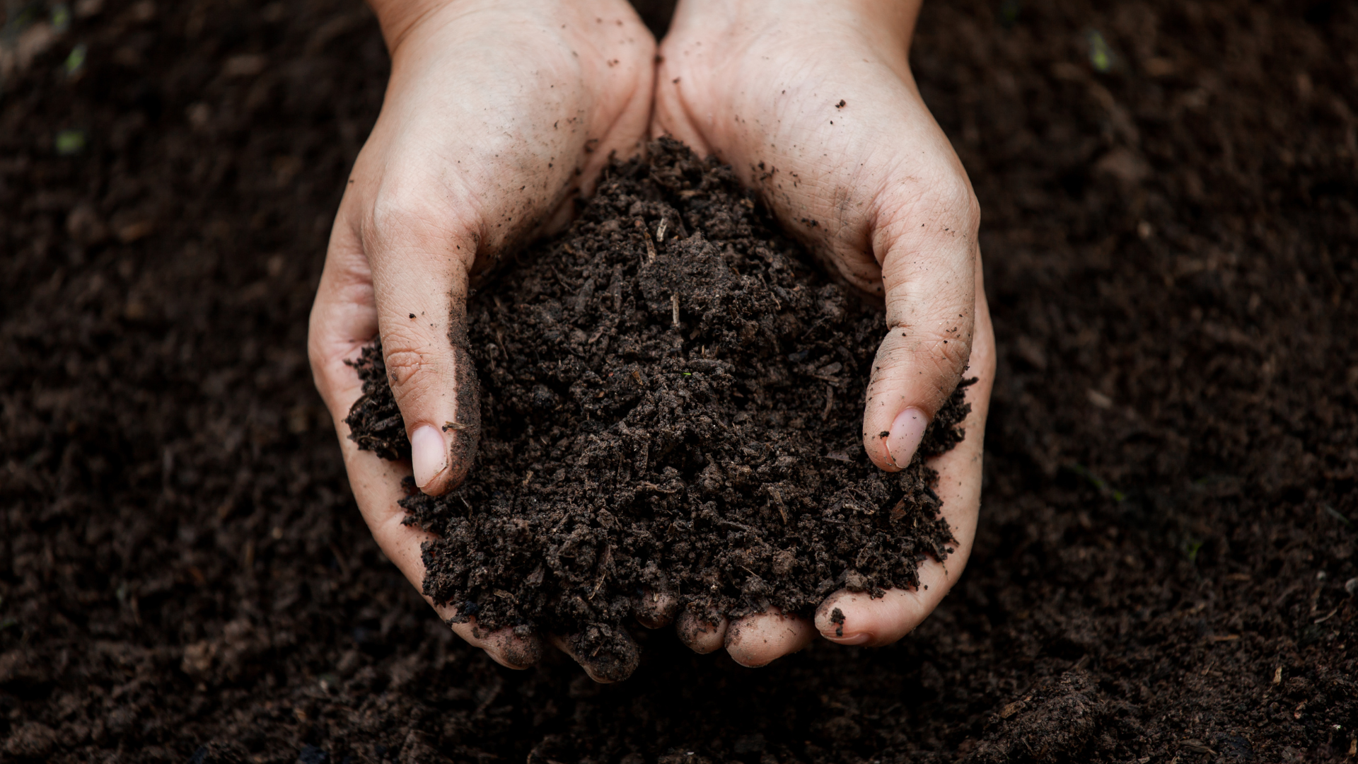 Hands holding out rich dark soil