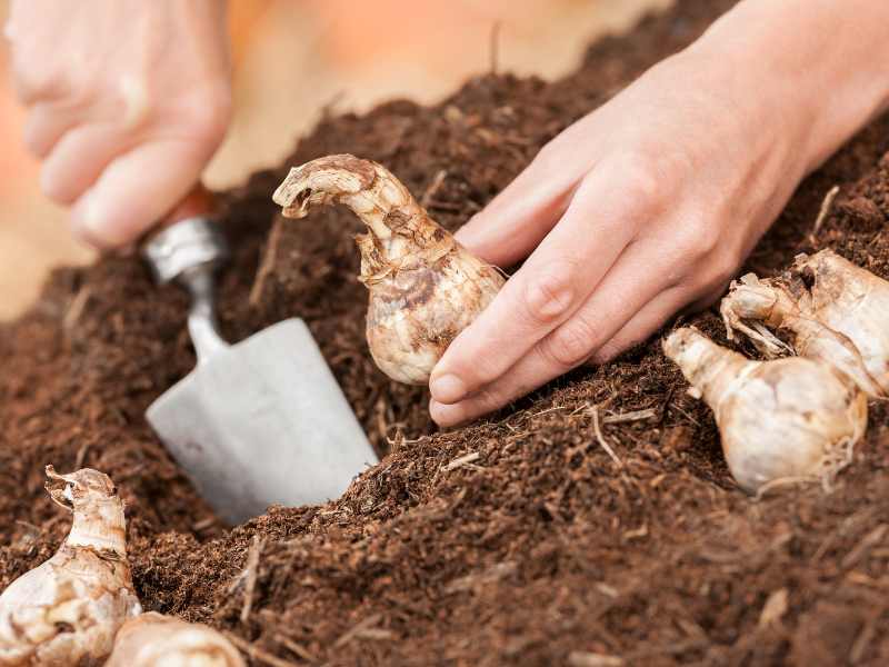 Planting spring-flowering bulbs in fall in Ontario