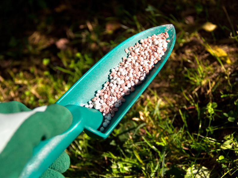 Applying fall fertilizer to an Ontario lawn