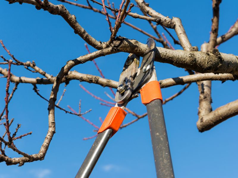 Fall pruning of trees and shrubs in Ontario